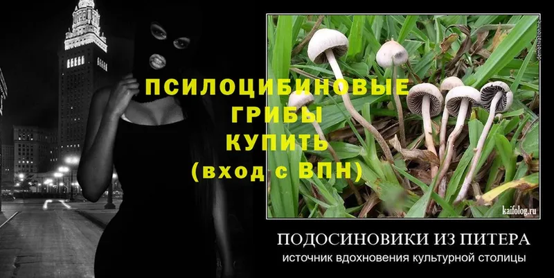 закладки  Уяр  Псилоцибиновые грибы Magic Shrooms 